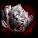 bloody-rose-love-kill