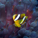 anemonefish-undersea-xl (Medium)