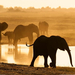 elephants-chobe-reserve-082409-xl (Medium)