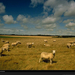 grazing-sheep-denmark-91999-xl (Medium)