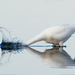 great-white-egret-070509-xl (Medium)