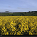 hedgerows-landscape-wales-483624-xl (Medium)