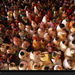 holi-festival-crowd-518630-xl (Medium)