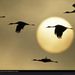 sandhill-cranes-flying-499085-xl (Medium)