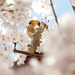 squirrel-cherry-blossoms-xl (Medium)