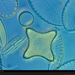 star-shaped-diatom-527175-xl (Medium)