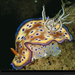 sulu-sea-nudibranch-697059-xl (Medium)