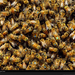 swarm-honeybees-maine-1074446-xl (Medium)