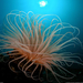 tube-anemone-bali-xl (Medium)