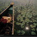 water-lilies-canoe-maine-661146-xl (Medium)