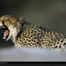 yawning-cheetah-okavango-delta-642897-xl (Medium)