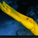 yellow-trumpetfish-513691-xl (Medium)