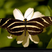 zebra-winged-butterfly-sartore-1025953-xl (Medium)