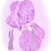 purple iris - veins