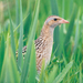 Corncrake460