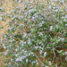 ceanothus mtwoodson (Medium)