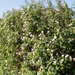 white lantana (Medium)