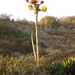 agave shawii bloom