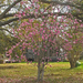 Japanese Tulip Tree (Medium)