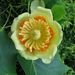 tulip tree bloom (Medium)