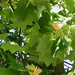 Tulip Tree1 (Medium)