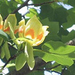 tulip-tree-liriodendron-tulipifera (Medium)