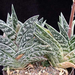 aloe variegata