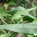 Szöcske (Tettigonia viridissima) 04