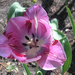 Rózsaszín pulipán