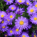 Aster-blue-lapis