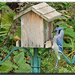 bluejay feeder