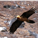 bearded-vulture (Medium)