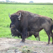 Bison-4-800x600