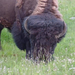 Bison-Grazing-2-800x600