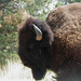 Buffalo-Profile-1024x768