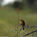 bee-eater-botswana-sw (Medium)