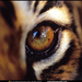 bengal-tiger-eye-512765-sw (Medium)