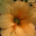 flowers-ii-059 (Small)