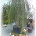 cedrus2 (Medium)