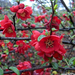 chaenomeles dazzler 01 (Medium)