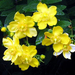 hypericum-flower-yellow (Medium)