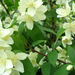 philadelphus-flower (Medium)