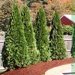 trees-shrubs (Medium)