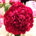 Large Red Peony