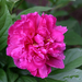 peony-2006-11