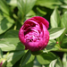 peony-2007-05