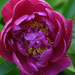 peony-2008-06