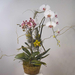 orchid-basket-sympathy-DSCN (Medium)