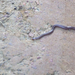 kicsi barna mérgeskígyó