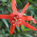 passiflora, a maracuja virága